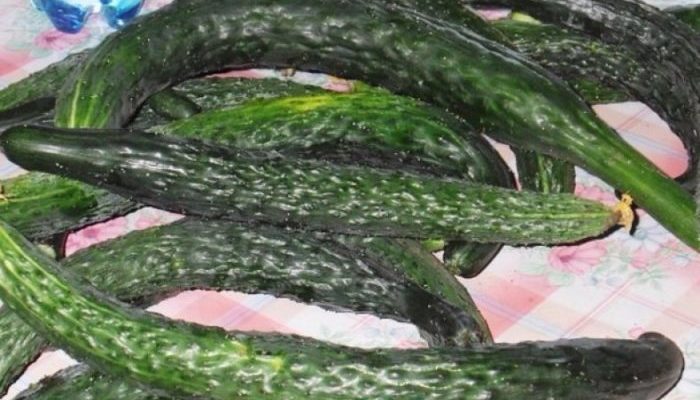 огурцы