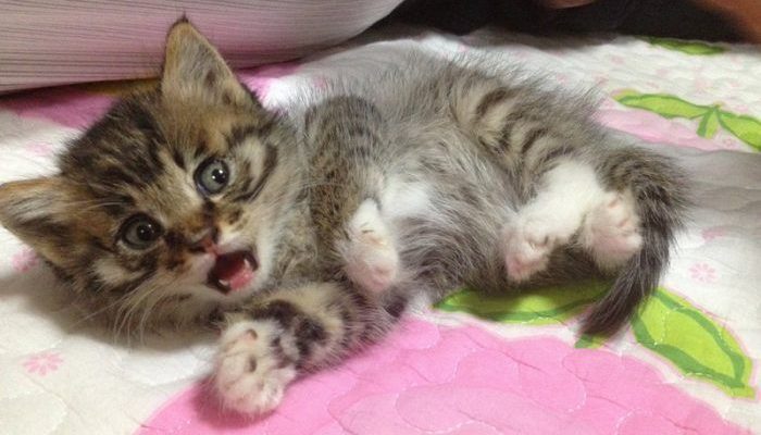 Уход за котятами включает: