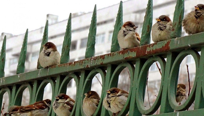 воробьи