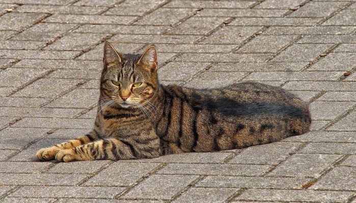 Уход за котятами включает: