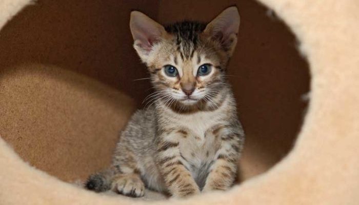 Уход за котятами включает: