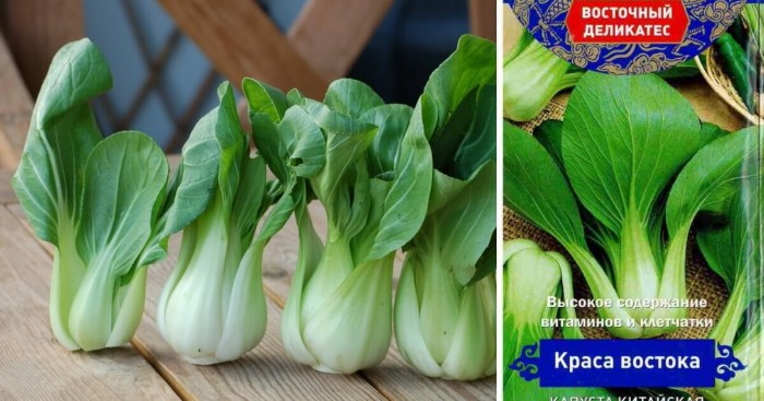  Капуста бок Чой семена