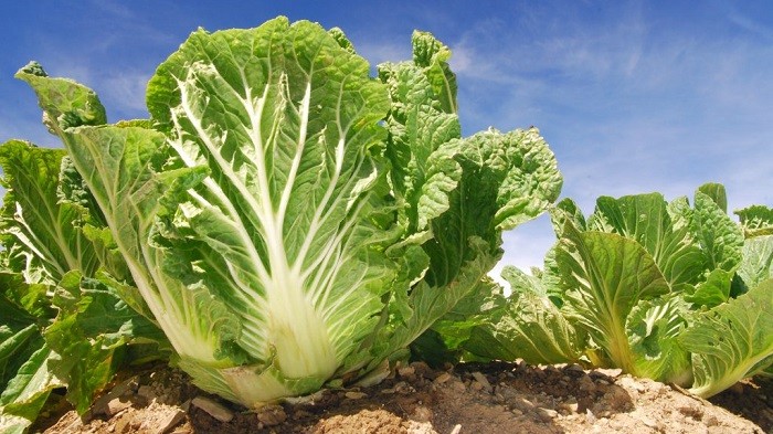 Brassica Pekinensis