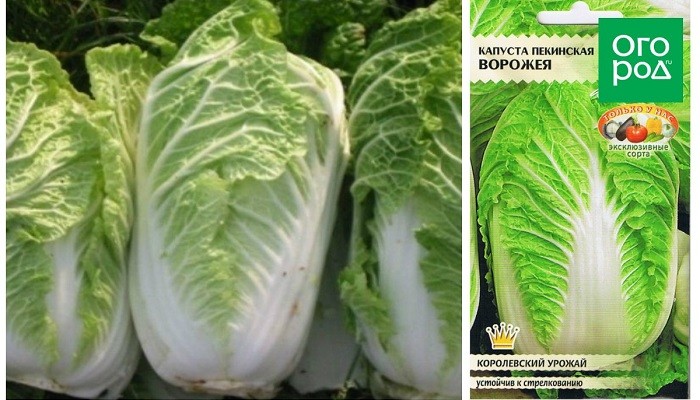 Капуста пекинская Ворожея