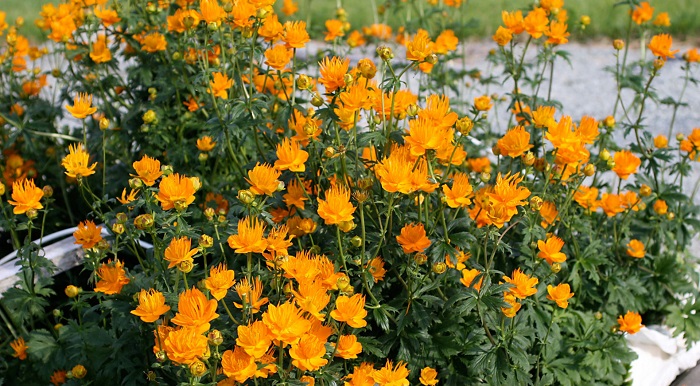 Trollius chinensis