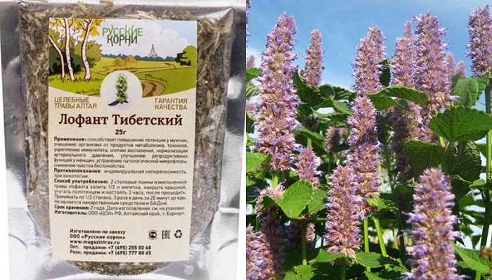 Лофант анисовый снежок