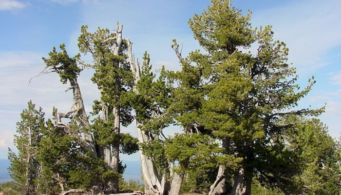 Сосна китайская