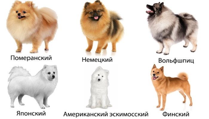 Китайский шпиц